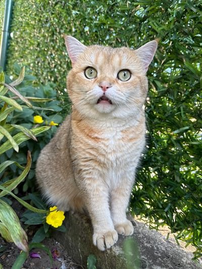 A light-colored cat with green eyes is lying down outdoors, looking up at the camera with its mouth slightly open. The cat is in the foreground, and its body takes up a significant portion of the image. Behind the cat, there's a backdrop of green foliage and a rough, grey surface, possibly a wall or rock. There are also small yellow flowers scattered around the cat. The lighting suggests it's daytime, with sunlight filtering through the greenery, creating a dappled effect. The cat appears alert and perhaps curious or playful. The scene is set in a natural outdoor environment, possibly a garden or yard. There is no visible text in the image.