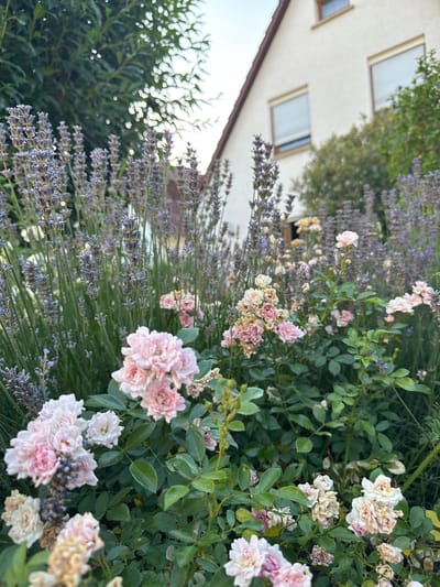 This is a medium shot, high-angle, outdoor photograph of a garden scene. The foreground and midground are dominated by pink roses and lavender, with greenery filling the gaps. The roses are a mix of fresh, blooming flowers and dried, browning ones. The lavender is in full bloom, with purple stalks visible throughout the frame. In the background, a white building with a brown roof is partially visible, featuring several rectangular windows. The building appears to be a house or an apartment complex. The overall setting suggests a residential garden. The lighting indicates it is daytime, likely late afternoon or early evening, given the soft light and slight shadows. The atmosphere is peaceful and natural. There is no visible text in the image. The image appears to be taken in Bietigheim-Bissingen, Germany.