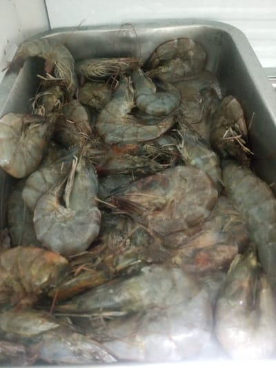 A metal tray overflows with raw shrimp, exhibiting varying sizes and shades of gray. The shrimp are densely packed, some overlapping others, with visible antennae and tails. The tray's edge is visible along the top and side, suggesting it's a container. The overall impression is a large quantity of uncooked seafood ready for preparation.