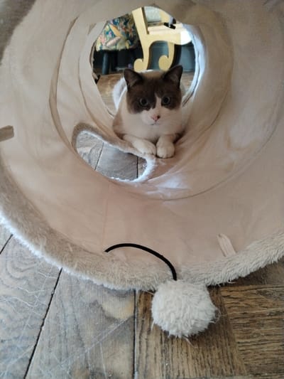 A domestic cat is positioned inside a beige fabric pet tunnel, resting on a wooden plank floor. The cat has a white and dark brown bicolor coat, with distinctive dark brown markings covering its ears and face, resembling a mask around its blue eyes. Its front paws are tucked, and it looks directly forward. The pet tunnel is cylindrical, made of light-colored fabric, and features a light faux fur trim along its opening. An internal cutout is visible on the left side of the tunnel. A black elastic cord with an attached light-colored, fluffy pom-pom toy is visible at the lower edge of the tunnel's primary opening. The background, out of focus, indicates an indoor environment with partially visible patterned upholstery and light-colored furniture. This scene is located in Montélimar, France.