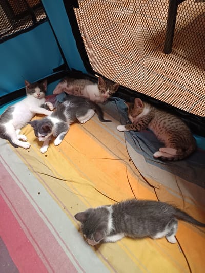 Six kittens are situated in a soft enclosure with a mesh top, positioned on a striped blanket. The enclosure appears to be indoors, possibly within a dwelling. The blanket features horizontal stripes in colors of red, pink, yellow, and orange.

A white and grey kitten is lying on its back, with its paws extended. Adjacent to it, a grey and white kitten is lying on its side. Another grey and white kitten is in the foreground, facing downwards and appearing to be grooming itself. To the right, a tabby kitten is curled up and sleeping. Behind the tabby kitten, another kitten, predominantly white with grey patches, is visible. A sixth kitten, a tabby with white paws and chest, is lying on its side, facing towards the right. The mesh enclosure allows light to filter through from an unseen source, casting shadows. There are some small food pellets scattered on the blanket. The image does not contain information about the location in Roseto degli Abruzzi, Italy.
