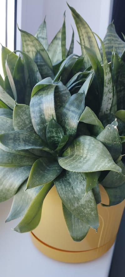A close-up shot captures a potted snake plant, its variegated green and silver leaves fanning outwards. The plant sits in a bright yellow pot with a matching saucer. The leaves are thick and sword-shaped, with some showing a slight curl. In the background, a bright white surface, possibly a window or wall, is visible, suggesting the plant is indoors. The lighting appears to be natural, hinting at daytime. The overall impression is one of a healthy, well-cared-for houseplant. There is no discernible activity or event taking place, and no text is visible. The location context of Skidzieĺ, Belarus is noted but not visually evident in the image itself.