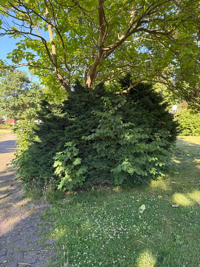 This is a low-angle, landscape-oriented photograph of a garden area on a sunny day. The scene is dominated by lush green foliage, including a large, dense evergreen shrub and a deciduous tree with vibrant green leaves. The tree's branches and trunk are visible in the foreground, extending upwards towards a clear blue sky. The evergreen shrub is situated behind the tree, creating a layered effect of greenery.

To the right of the shrubs, a patch of grass is visible, dotted with small white flowers and clover. A paved walkway made of dark grey interlocking stones runs diagonally across the lower portion of the image, casting dappled shadows from the surrounding trees and plants. The light suggests it is mid-morning or late afternoon, with the sun casting long shadows.

The setting appears to be a well-maintained garden or park, possibly a residential backyard given the presence of a red-roofed building faintly visible behind some of the trees in the distance. There are no people or animals visible in the frame. The overall mood is peaceful and serene, evoking a sense of natural beauty and tranquility. There is no visible text in the image. The location context is Rathenow, Germany.