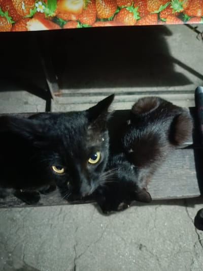 Two black cats are resting on a wooden surface, possibly a bench, outdoors. The cat in the foreground is looking directly at the camera with bright yellow eyes, its head slightly tilted. The second cat is nestled behind the first, appearing to be asleep or resting with its head down. The background is out of focus, but a colorful pattern of strawberries is visible at the top of the image, suggesting it might be a decoration or part of a product. The ground beneath the bench is rough and appears to be concrete with some cracks. The lighting suggests it could be nighttime or a dimly lit area. There is no visible text in the image. The scene is likely a casual outdoor setting.