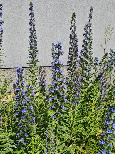 This is a close-up, eye-level, outdoor, daytime, vertical shot of a cluster of tall, flowering plants with numerous small, vibrant blue and purple flowers and long, green leaves. The plants are densely packed, creating a lush green foreground. In the background, a textured, light gray wall, likely part of a building, is visible. The wall appears to be made of stucco or a similar material with a slightly rough surface. The plants are positioned in front of this wall, suggesting they are growing along the base of a building. The overall impression is one of a naturalistic display of wildflowers against an urban backdrop. No people are present in the image. The scene is likely located in the city of Mława, Poland, given the context provided.