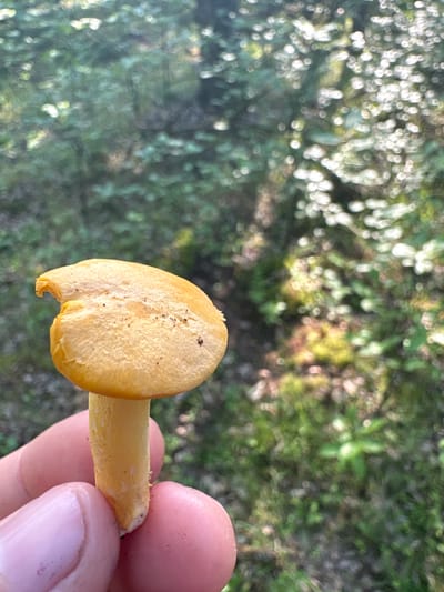 A person's hand is holding a single, small, bright yellow mushroom with a torn cap. The mushroom has a smooth stem and the cap is slightly concave, with evidence of damage on one edge. The background is a blurred green forest floor with dappled sunlight creating bright spots. The scene appears to be in a wooded area.