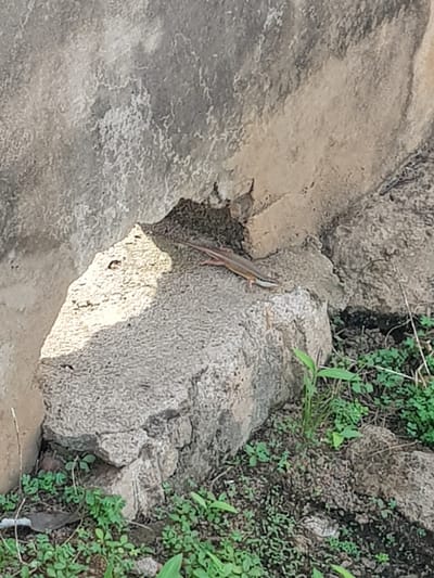 A small, slender lizard with an elongated body and a pointed snout is basking on a rough, light-colored rock. The lizard is positioned diagonally across the rock, facing to the right. Its skin appears smooth with subtle coloration variations. The rock itself is textured and appears to be part of a larger stone formation, possibly an outdoor feature or structure. The surrounding environment consists of dry earth and sparse green vegetation, suggesting a natural or semi-natural setting, consistent with an outdoor area in Palade, Nigeria. The lighting indicates it is daytime, with the sun casting shadows and highlighting the texture of the rock. The scene is devoid of human presence.