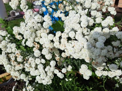 A close-up shot shows a dense cluster of small, delicate white flowers, possibly Baby's Breath, in full bloom. The flowers are clustered together on thin, green stems, creating a cloud-like effect. Some of the flowers are fully open, revealing their multiple tiny petals, while others are still in bud. A few dried, brown flower heads are scattered amongst the fresh white blooms, indicating that the plant is in the process of flowering and fading.
The background is softly blurred, but glimpses of green foliage and darker soil are visible, suggesting the flowers are growing outdoors, likely in a garden or a planter. There are hints of other objects in the background, including what appears to be a plastic container and some green lawn or ground cover. The lighting suggests it is daytime, with natural light illuminating the flowers and creating some subtle shadows. The scene appears to be set in a natural or semi-natural outdoor environment. There are no people or animals visible in the image. The overall impression is one of natural beauty and abundance.