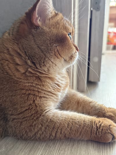 A medium shot shows an orange tabby cat lying on a light wood-grain floor. The cat is facing to the right, with its head turned to look towards something out of frame. Its body is angled away from the viewer. The cat's fur is a warm orange with darker tabby markings on its head and body. Its paws are visible in the foreground, with one paw extended slightly forward. In the background, a pale grey doorframe is visible on the left, and a blurred background suggests an indoor setting, possibly a room with some colorful objects in the distance. The lighting is soft and natural, highlighting the texture of the cat's fur. The scene appears to be set indoors.