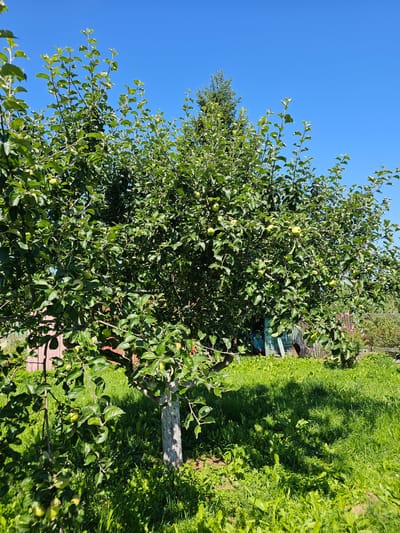 The image depicts a sunlit outdoor scene in Chukholovo, Russia, likely during daytime, with a clear blue sky dominating the upper portion of the frame. A large, mature apple tree, laden with green apples, is the central focus, its branches spreading wide over a lush, green grassy area. Sunlight filters through the leaves, casting dappled shadows on the ground. In the background, hints of rustic wooden structures, possibly sheds or fences, and a chain-link fence suggest a rural or semi-rural setting. A tall evergreen tree stands behind the apple tree. The ground is covered in thick, uneven grass and some wild plants. The overall impression is one of a vibrant, verdant summer day in a garden or orchard. There are no people or animals visible in the image.