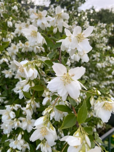 A close-up, vertical shot focuses on a cluster of white jasmine flowers and green leaves, suggesting a garden or park setting. The flowers are delicate with multiple petals and visible yellow stamens. The background is softly blurred, showing more white flowers and greenery, creating a sense of depth and abundance. The lighting appears to be natural, possibly overcast, as there are no harsh shadows. The image is likely taken outdoors in Sestroretsk, Russia, given the context. No people or specific actions are depicted, and the overall impression is one of natural beauty.