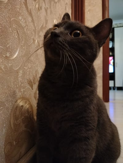 A dark gray cat with bright yellow eyes sits next to a textured, patterned wallpaper. The cat is looking upwards and to the left, with its whiskers fanned out. The wallpaper has a swirling, ornate design in a light brown or beige color. To the right of the cat, a wooden door frame is visible, and beyond that, a hallway with a white wall and a glimpse of a room with a television screen displaying a colorful image. The lighting suggests it is daytime, and the indoor setting appears to be a home. The cat's posture and gaze indicate curiosity or attentiveness towards something out of frame. There is no visible text in the image. The location context is Yuzhny, Russia.