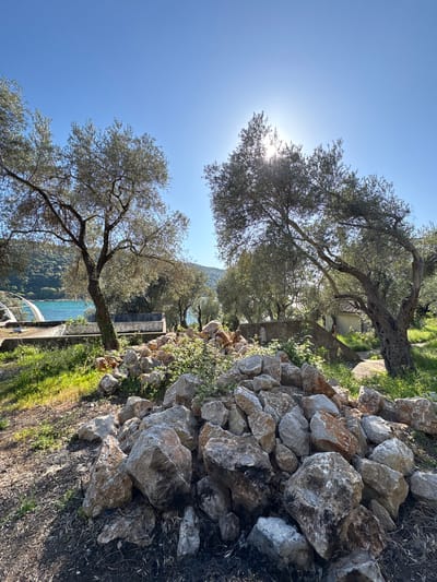 The scene is an outdoor landscape near Bratica, Montenegro, viewed from a low angle and rotated counterclockwise. The sky is clear blue, with the sun partially obscured by the leaves of olive trees. Two prominent olive trees frame the left side of the image. A stone retaining wall, composed of irregularly shaped gray and tan rocks, is visible on the right side. Vegetation, including grasses and shrubs, grows along the base of the wall. In the background, there is a glimpse of the Adriatic Sea and the mountains. A building is situated among the trees in the middle ground.