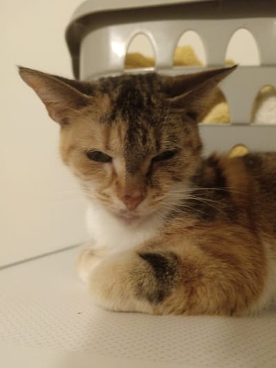 A calico cat is depicted lying on a textured, light-colored surface in an indoor setting within Blaye, France. The cat's fur displays patches of orange, brown, black, and white, with a distinct color division on its face. Its front paws are tucked beneath its body. The cat's eyes are partially closed, indicating a resting state. In the background, a gray plastic object with multiple arched cutouts is visible, revealing blurry yellow-beige material through its openings. The lighting is uniform, suggesting an artificial light source.