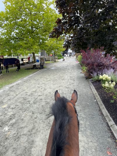 The image captures a first-person perspective from horseback, looking forward down a light gray, gravel path that appears damp and bears hoof prints. The ears, brown head, and black mane of the horse being ridden are visible in the immediate foreground, along with part of its bridle.
To the left of the path, a grassy area is visible under large green deciduous trees. Several horses are present, including a dark horse wearing a blue and red blanket. Figures identified as people are seen near the horses, some appearing to interact with them. Wooden fencing, outdoor tables, benches, and a black signboard are also situated on this side.
To the right of the path, a landscaped bed is bordered by a concrete curb. This bed features mature trees with dark red/purple foliage, red/purple shrubs, white hydrangea bushes, and slender purple flowering plants.
In the background, the path recedes towards indistinct dark-roofed buildings, consistent with stables or barns. Multiple horses are visible further down the path, including at least two white horses, alongside other blurred figures that appear to be people or horses. The environment is an active equestrian facility, located in the Township of Langley, Canada.