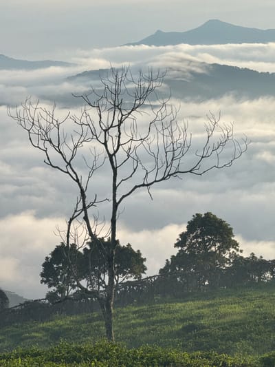 The image depicts a scenic view of mountains covered in mist, as seen from a high vantage point. A bare, leafless tree with intricate branches stands prominently in the foreground, silhouetted against the hazy sky. Below the tree, a lush green hill slopes downwards, covered in dense vegetation. In the middle ground, several other trees with full foliage are visible, adding depth to the landscape. The overall impression is one of serene natural beauty, possibly captured during sunrise or sunset, given the soft, diffused light. The location is identified as Phát Chi, Vietnam.