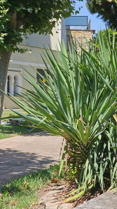 The image depicts a sunlit outdoor scene, likely in a Mediterranean climate, given the location context of Alhama De Aragón, Spain. The dominant subject is a large, vibrant green plant with long, pointed leaves, possibly a yucca or similar palm-like species. These leaves extend diagonally across the frame, creating a sense of lushness and natural beauty.
In the background, hints of architecture are visible. A light-colored building with arched windows and a modern-looking balcony with a metallic railing suggests a residential or public space. The building is constructed with stone and stucco elements, contributing to a sense of place. A stone wall, possibly part of the building's facade or a garden boundary, is also present.
A concrete pathway runs alongside the plant, leading into the scene and casting dappled shadows from the foliage. To the right of the pathway, a strip of green grass and some dry leaves indicate the edge of a garden or natural area. The bright sunlight and shadows suggest it is daytime, likely late morning or afternoon. There are no people or distinct activities clearly visible, making the scene appear tranquil and focused on the natural environment and architecture. The overall impression is one of a peaceful, sunny day in a well-maintained outdoor area.
