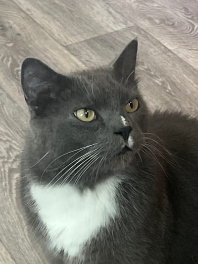 A close-up, high-angle shot captures a grey and white cat lying on a wooden floor. The cat is facing right, with its head turned slightly upwards. Its fur is predominantly grey, with a distinct white patch on its chest that resembles a heart shape. The cat has bright yellow eyes and white whiskers. A small white marking is visible on its nose, and its nose is black. The wooden floor has a light brown color with a visible grain pattern, indicating it is likely laminate or hardwood. The lighting in the image suggests an indoor setting, possibly a home. The image does not contain any information regarding the city of Mezhdurechenskiy, Russia, or any people.