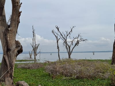 The image shows a view of Lake Victoria from the shore near Karagita, Kenya (latitude: -0.772, longitude: 36.42).  The foreground is dominated by a large dead tree with its bare branches reaching towards the sky.  In the background, there are several more dead trees, their branches skeletal against the cloudy sky and the calm, still water of the lake.  The trees are located along the shore of the lake, with their roots in the water.  The shore is covered in green vegetation, and the lake is a light blue color. The sky is a pale grey with a few wispy clouds.  There are no people present in the image.