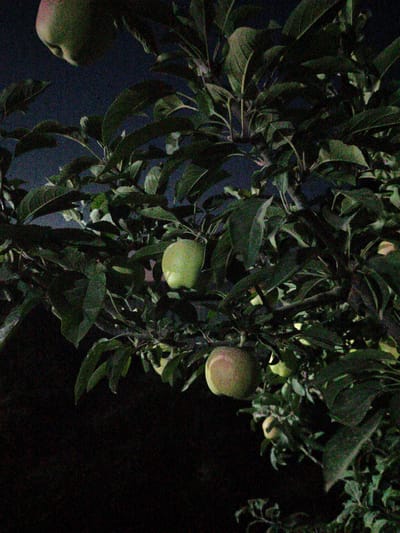 This is a dimly lit, grainy photograph of an apple tree with several apples on it, taken at night. The background is dark, indicating it is nighttime. In the foreground, there are dark green leaves and branches. Several apples are visible, appearing to be green or yellowish-green. One larger apple is prominent in the upper left quadrant, and another is visible in the lower right quadrant. The scene appears to be in a natural outdoor setting, possibly a garden or orchard. The location in Cholpon-Ata, Kyrgyzstan, is not directly inferable from the visual information in the image itself.