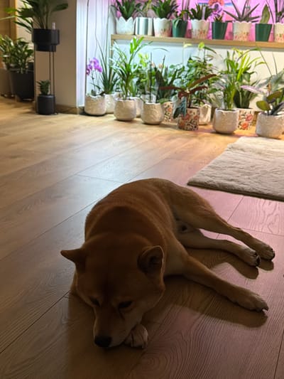 A reddish-brown dog, consistent with a Shiba Inu, lies prone on a light-toned wooden plank floor, resting its head on its front paws with its eyes appearing closed or downcast. Its body is stretched towards the right side of the frame, with its hind legs extended. To the immediate right, a small, rectangular, off-white shaggy rug is positioned on the floor. The background features a wall densely populated with potted plants arranged on various shelves and surfaces. The plants are housed in an assortment of decorative containers, including textured white pots, white scalloped pots with floral patterns, and plain green pots. Plant varieties visible include leafy green foliage, a purple orchid, and several succulents. Artificial grow lights cast a distinct pink-purple hue over the upper shelf of plants and the adjacent wall. On the far left, a tall, slender black plant stand holds two small potted plants. The wooden floor exhibits uneven illumination, transitioning from darker tones in the foreground to lighter areas and patches tinted by the background lights. This scene is situated in Priseltsi, Bulgaria.