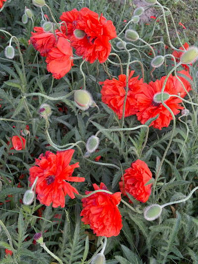 The image shows a cluster of bright red poppy flowers in an outdoor setting. The poppies are in various stages of bloom, with some fully open and others still in bud. The buds are green and fuzzy. The plants have slender, curved stems. The background is filled with green foliage, with spiky-edged leaves. The location is implied to be Козенскі сельскі Савет, Belarus, based on the prompt, but there's no visual evidence to confirm this.