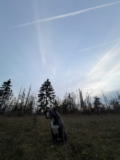 The scene is set in an outdoor, semi-forested area within Schifflange, Luxembourg, under low light conditions consistent with dawn or dusk. A medium-sized, blue-gray and white Pitbull-type dog is seated centrally in the foreground, facing towards the right with its head slightly turned. The dog has a prominent white chest and muzzle. A thin, light-colored strand, possibly a leash, is visible near its left shoulder, extending downwards. The ground is covered with dry, matted, yellowish-brown grass and sparse vegetation. The background features a dense line of trees, predominantly bare deciduous trees with dark, slender branches, intermingled with two taller, dark evergreen trees silhouetted against the sky. The sky above is a pale blue, showing subtle variations in light. Two distinct airplane contrails, one horizontal and one vertical, are visible in the upper sky, with a faint crescent moon positioned in the upper-center-right quadrant. A subtle, light orange-pink tint is discernible on the far right horizon, indicating the position of the unseen sun.