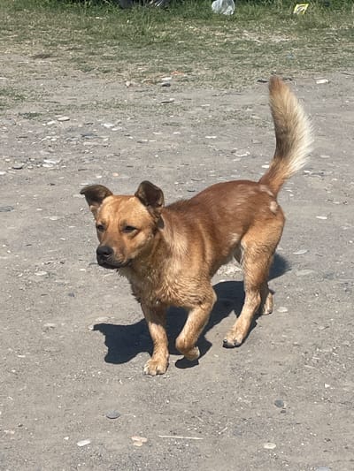 A medium-sized, light brown dog stands on a gravelly path. The dog is facing to the left of the frame with its head turned slightly towards the camera. Its ears are perked up, and its tail is held high and curved. The background consists of sparse green vegetation with some white and yellow debris visible. The ground is covered with small gray and white stones, indicative of a rural or unpaved area, consistent with the outskirts of Giachrypsh, Abkhazia. The lighting suggests it is daytime, with clear shadows cast by the dog on the ground.