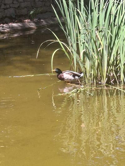 A mallard duck is partially submerged in murky, greenish-brown water, near tall green reeds. The duck is facing right and appears to be dipping its head into the water, possibly to feed. Its head is black with an iridescent green patch, and it has a white ring around its neck. Its body is mottled brown and gray, with a white underside. The reeds are long and slender, with some of them arching over the water. The water's surface is rippled, reflecting the sky and the surrounding vegetation in a distorted manner. The lighting suggests it is daytime, with the sun casting dappled light on the scene. The overall impression is one of a tranquil natural setting, likely a pond or slow-moving stream in Graz, Austria. There is no visible text in the image.