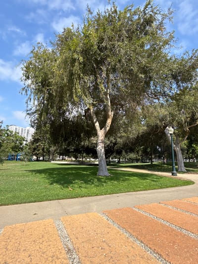 The image depicts an outdoor scene in Beverly Hills, California. The foreground is dominated by a paved walkway bordered by a low brick wall and a vibrant green lawn. Beyond the lawn, several mature trees with light-colored bark and dense foliage are scattered across the landscape. One large tree with a prominent, twisted trunk stands close to the walkway, its branches reaching upwards towards a bright blue sky dotted with scattered white clouds. In the background, a lamppost with a classic design is visible amidst the trees, suggesting a park or public garden setting. Further in the distance, a multi-story white building with numerous windows can be seen, and beyond that, hints of other trees and possibly some playground equipment. The sunlight casts distinct shadows on the grass, indicating it is daytime, likely a sunny day. The overall atmosphere is serene and suggests a pleasant outdoor environment. There is no visible text in the image.
