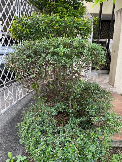A low-angle shot shows a trimmed bush with dense green foliage and bare branches in the foreground. The bush is situated next to a grey asphalt walkway and a white metal fence with a diamond pattern. Beyond the bush and fence, a light-colored building with dark windows is visible, along with two tall, dark tree trunks. The scene appears to be an outdoor walkway in Quezon City, Philippines.
