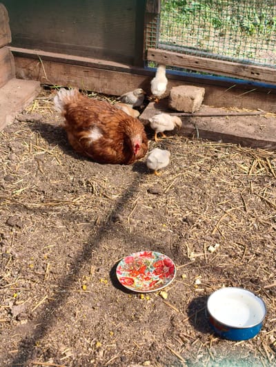 A mother hen and her chicks are gathered in a chicken coop. The hen, a reddish-brown color, is resting on the ground, while several small, fluffy yellow chicks are clustered around her. One chick is pecking at the ground, another is looking up, and a third is partially obscured by the mother hen. The coop floor is covered with dirt and straw. In the foreground, there is a small, decorative plate with what appears to be food remnants and a metal bowl containing some white liquid, possibly water. The scene is bathed in sunlight, suggesting it is daytime. Behind the chickens, a wooden structure forms the back of the coop, and a wire mesh fence is visible, with greenery beyond it. The overall impression is one of a peaceful farmyard setting.