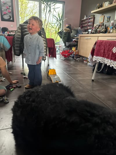 The scene depicts an indoor setting, possibly a residence in Baillonville, Belgium. A young boy, wearing a striped shirt and dark pants, stands near a window looking out to greenery. A large, fluffy black dog occupies a significant portion of the frame on the right. A yellow toy truck is on the floor. Other toy vehicles are near the boy. An adult arm and leg are visible in the lower portion of the frame. Furniture and other household items are scattered in the background.