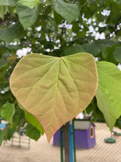 This media file is a close-up, vertical shot of a heart-shaped leaf with visible veins. The leaf is tinged with shades of green and light brown, suggesting it may be young or transitioning in color. In the background, out of focus, are more green leaves and branches, hinting at a tree or plant. Further in the background, out of focus elements include a light-colored, textured surface, possibly a wall or fence, and a glimpse of a blue railing. A small, purple object with a yellow opening is also visible, which could be a birdhouse or a similar decorative item. The lighting suggests it is daytime, and the soft focus of the background elements indicates a shallow depth of field. The setting appears to be an outdoor environment, possibly a garden or a yard, with a hint of urban or residential structures in the distance. There is no visible text in the image. The overall mood is natural and serene, focusing on the details of the leaf.