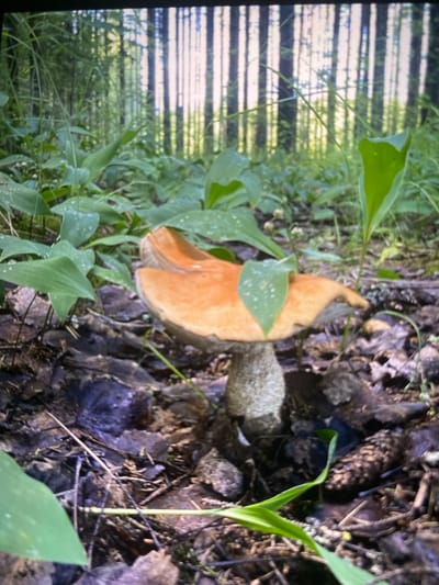 An orange-capped mushroom stands on a forest floor covered in fallen leaves and pine needles. Green leaves and plants surround the mushroom, and a backdrop of tall trees suggests a Finnish forest, possibly near Kerava. The lighting indicates it is daytime, with sunlight filtering through the trees. No people are present.