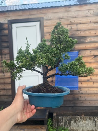 A close-up, eye-level shot shows a hand holding a small, potted bonsai tree in front of a weathered wooden building with a white door. The bonsai tree has green, needle-like leaves and a dark brown trunk. It is planted in a round, teal-colored pot filled with dark soil and moss. The wooden building appears to be made of horizontal planks and has a corrugated metal roof. A bright blue object is visible behind the bonsai tree. The image was taken outdoors, likely in a rural setting or a backyard area of Vasilyevo, Russia. The lighting suggests it is daytime.