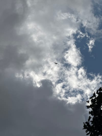 A lone bird in silhouette is captured mid-flight against a dynamic sky in Plysove, Ukraine. The sky is a complex tapestry of clouds, with large, dark grey formations dominating the lower portion of the frame, contrasting with patches of bright white, wispy clouds and glimpses of deep blue sky peeking through. The bird, a small, dark shape with outstretched wings, is positioned in the upper-middle section of the image, its wings angled slightly upwards. The lower right corner of the image is partially obscured by the dark silhouette of tree foliage, its leaves distinct against the lighter sky. The overall impression is one of movement and natural beauty within a potentially overcast sky.