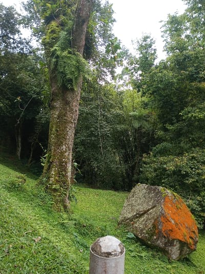 This image captures a serene, lush natural landscape, likely within a park or forest environment in Bijanwada, India. The scene is dominated by vibrant greenery under an overcast sky, suggesting soft, diffused daylight.
In the foreground, a gently sloping grassy area extends across the lower portion of the frame. A prominent feature on the left is the sturdy trunk of a large tree, heavily adorned with bright green moss and numerous ferns growing as epiphytes, clinging to its bark. To the right of the tree, a sizable, irregularly shaped rock rests partially embedded in the grass. This rock is a notable detail, covered in patches of light green or grey lichen, and strikingly, a large section of it is blanketed in vivid orange lichen. At the very bottom center, a grey metal post with a worn, light-colored, octagonal top is visible, positioned close to the viewer.
The background is densely packed with various trees and foliage, including what appears to be a stand of bamboo or similar tall, slender plants, creating a deep green natural wall. No people or specific activities are depicted. There is no visible text in the image. The overall atmosphere conveys tranquility and the rich biodiversity of the natural setting.
