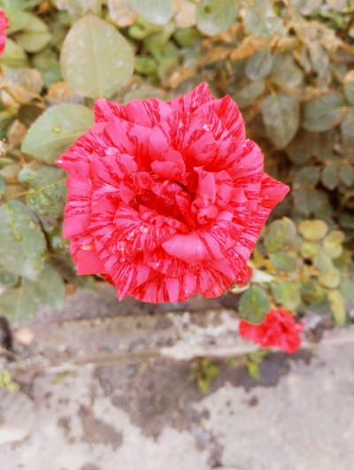 A close-up shot captures a vibrant, striped pink and red rose in bloom. The petals are layered and appear to be slightly wet, with tiny water droplets visible on their surface. The rose is positioned in the upper center of the frame. Surrounding the rose is foliage, with green leaves in the foreground and slightly more muted, dried leaves in the background. The bottom portion of the image shows a textured, greyish ground, possibly concrete or stone, with a hint of a smaller, unfocused red flower in the lower right corner. The scene is set outdoors, possibly in a garden or park within Калыс-Ордо жаңы курулушу, Kyrgyzstan.