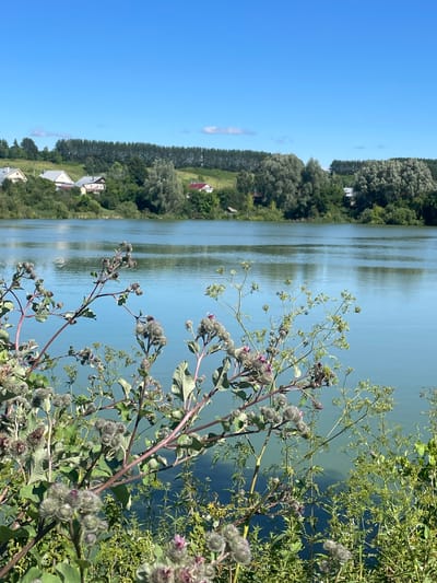 The image shows a scenic view of a lake with vegetation in the foreground and a village in the background. The sky is clear and blue. In the foreground, there are several plants with spiky seed heads, appearing to be burdock or a similar plant, with green leaves. The lake water is calm and reflects the blue sky. In the distance, across the lake, there is a green hillside dotted with several houses with red and grey roofs, characteristic of a village. Behind the houses, a dense line of dark green trees forms a natural barrier. The overall impression is of a peaceful rural landscape. The location of Maloe Murashkino, Russia, is mentioned as the setting for this scene. There are no people or animals visible in the image.