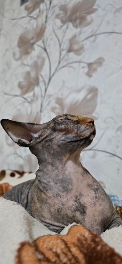 A hairless cat, with mottled grey and tan skin, is shown in a close-up profile view with its eyes closed. The cat is lying down, nestled in soft, textured blankets. Behind the cat, a light-colored wall with a subtle floral pattern is visible. There are no discernible elements in the image that indicate a location within the city of Baku, Azerbaijan.