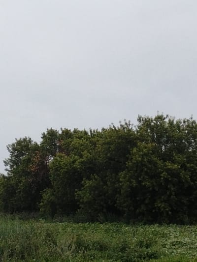 This media file is a landscape photograph capturing a natural outdoor scene. The foreground consists of a field of lush green grass and vegetation, some of which appears to be low-lying crops or plants with small white flowers. Behind the field, a dense line of trees forms a dark green border against the sky. The trees vary in shade, with some appearing a vibrant green and others a deeper, more shadowed hue. A few trees in the middle of the line exhibit patches of brown or reddish-brown foliage, suggesting a change in season or a natural variation in leaf color.
The sky above is overcast and a uniform pale gray, indicating a cloudy day. The lighting is diffused, contributing to the muted colors of the landscape. There is no visible text in the image. The scene evokes a sense of tranquility and a natural, rural setting. The time of day appears to be daytime, but the overcast sky prevents strong shadows or a clear indication of morning or afternoon. The location is identified as Kyialy Rural District, Kazakhstan.