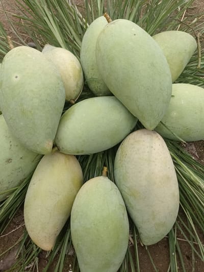 A collection of green mangoes is arranged on a bed of dry grass with a dirt background. The mangoes vary slightly in size and shade of green, with some having lighter, yellowish undertones. One mango in the foreground has a dark spot. The scene appears to be outdoors, possibly in a rural setting in Meunasah Pupu, Indonesia, given the presence of grass and dirt. The lighting suggests it could be daytime, with natural light illuminating the fruit. There are no people or text visible in the image.