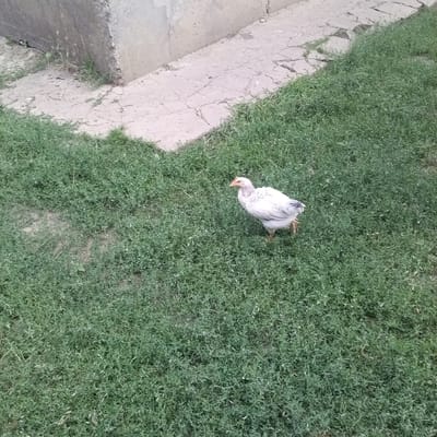 In Slobidka, Ukraine, a young white chicken with dark speckles on its wings walks on a patch of green grass. To the left of the grass, a cracked concrete structure, possibly a wall or foundation, is visible. The ground surrounding the concrete is uneven and appears to be a mixture of dirt and grass. The lighting suggests it is daytime.