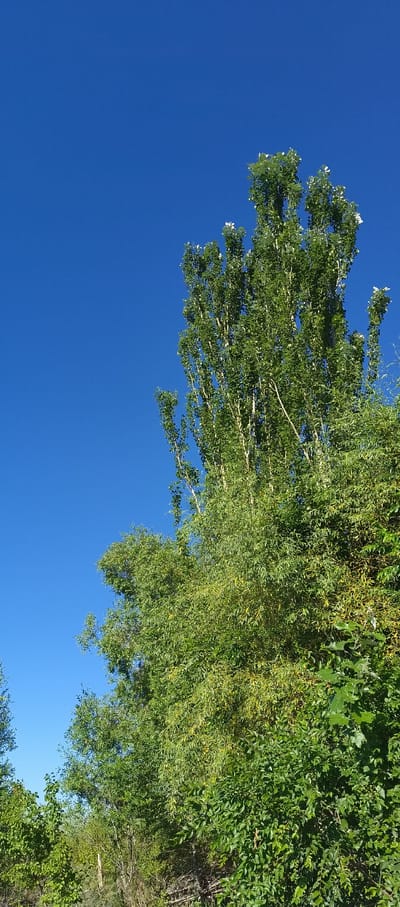 A wide-angle, vertical, outdoor photograph captures a vibrant scene of lush green foliage against a clear, deep blue sky. The majority of the image is dominated by the sky, occupying roughly two-thirds of the frame. To the right, the top portions of several trees are visible, their leaves a bright, varied green, with some interspersed white or very pale green elements that could be blossoms or small leaves. The trees are dense and full, with a towering, slender tree being the most prominent subject. Its pale bark stands out against the darker green of its canopy. The lower portion of the image reveals a dense undergrowth of various plants and shrubs, their leaves ranging from light to dark green, creating a textured and layered effect. Some of these lower plants appear to be on a slight incline, with hints of a rough, natural ground or a low fence-like structure visible at the bottom edge. The image is bright, suggesting daylight, and the overall impression is one of natural abundance. The scene is located in Barskoon, Kyrgyzstan.