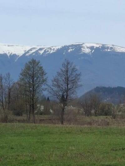 The image shows a landscape near Mezdreya, Bulgaria. A snow-capped mountain range dominates the left side of the frame. Leafless trees stand in front of the mountain, transitioning into a field of green grass on the right side. The sky is overcast, creating a soft light across the scene. There is a building in the mid-ground in between the two bare trees.