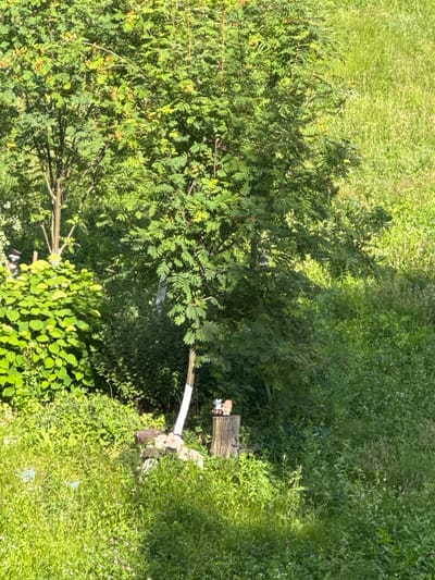 The image shows an outdoor scene with lush green vegetation. A large tree with feathery leaves dominates the left side of the frame, casting shadows on the surrounding grass and smaller plants. In the mid-ground, there is a wooden post with a small, decorative gnome on top. The ground is covered with dense grass and some small wildflowers, suggesting a natural or park-like setting. The lighting indicates it is daytime, likely sunny, with the shadows suggesting the sun is at an angle. The overall impression is one of a peaceful, sunlit day in a verdant area. There is no visible text in the image. The context provided indicates the location is the Yarominski Village Council in Belarus.