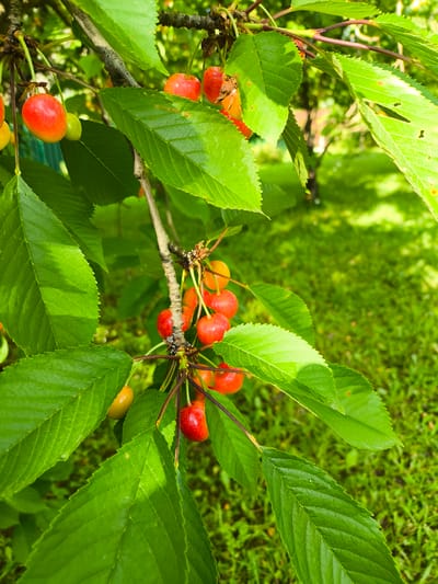 A close-up shot focuses on a branch of a cherry tree laden with ripe cherries. The cherries, a mix of vibrant red and yellow, hang in clusters amidst lush green leaves. The background is blurred, revealing a sunlit garden with green grass and the hint of a tree. The image is taken in Pokrov, Russia.