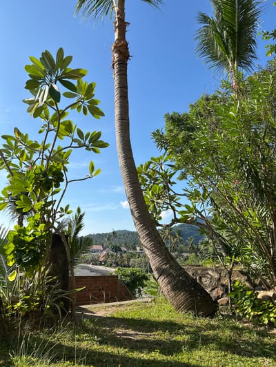 The image shows a sideways view of a landscape in Senggigi, Indonesia. A long, angled palm tree trunk dominates the scene, stretching diagonally from the upper left to the lower right. Clear blue sky is visible above the trunk. Various green trees and plants surround the palm. In the background, there are buildings and a hillside. The ground is covered in grass. A brick wall is also partially visible.