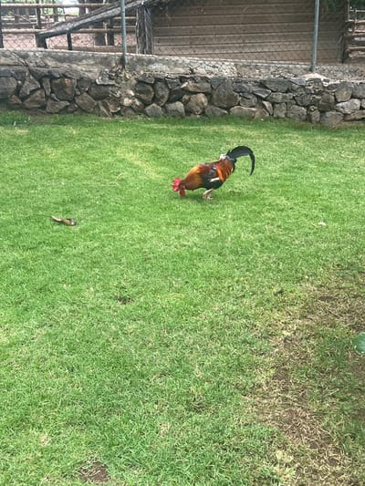 In this image, a rooster is walking across a grassy area. The rooster has colorful plumage, with shades of brown, red, and black, and a distinct black tail with iridescent highlights. It is facing away from the camera, with its head turned slightly to the left.

The setting appears to be an outdoor enclosure, possibly a zoo or farm, given the presence of a chain-link fence and a stone wall in the background to the left. The ground is covered in short, well-maintained green grass, with some patches of drier, browner grass visible in the upper right portion of the frame. A small, brown object, possibly a dead insect or leaf, lies on the grass to the lower center of the image. The lighting suggests it is daytime, with no strong shadows indicating a specific time. The overall impression is a peaceful, natural scene.